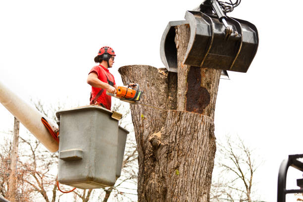 How Our Tree Care Process Works  in  Leavittsburg, OH